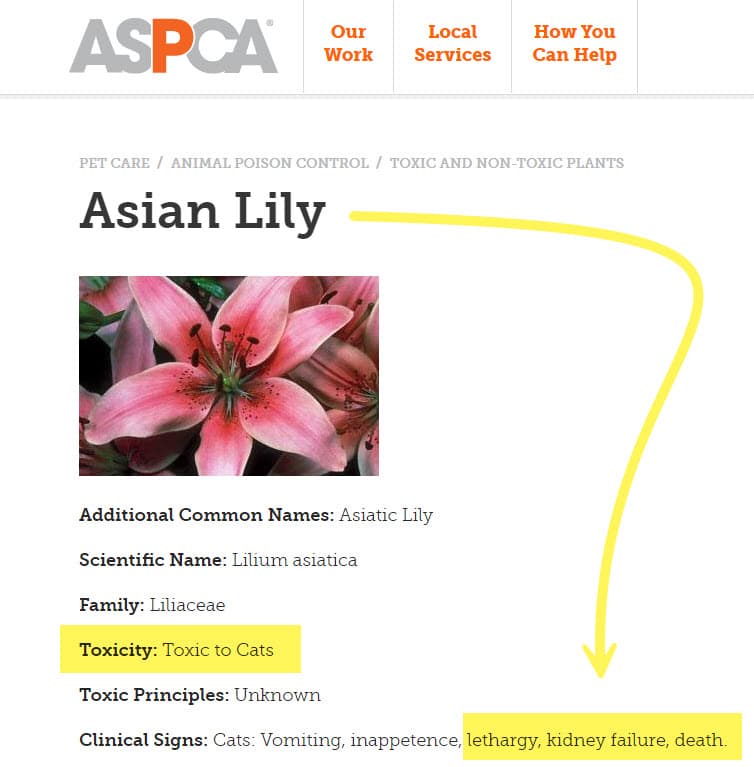אזהרת רעילות מסכנת חיים של פרח הלילי באתר ASPCA